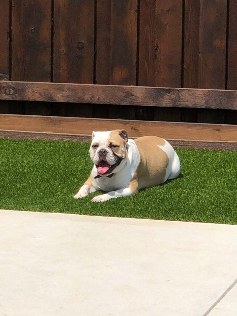Bull Dog on New Turf Lawn