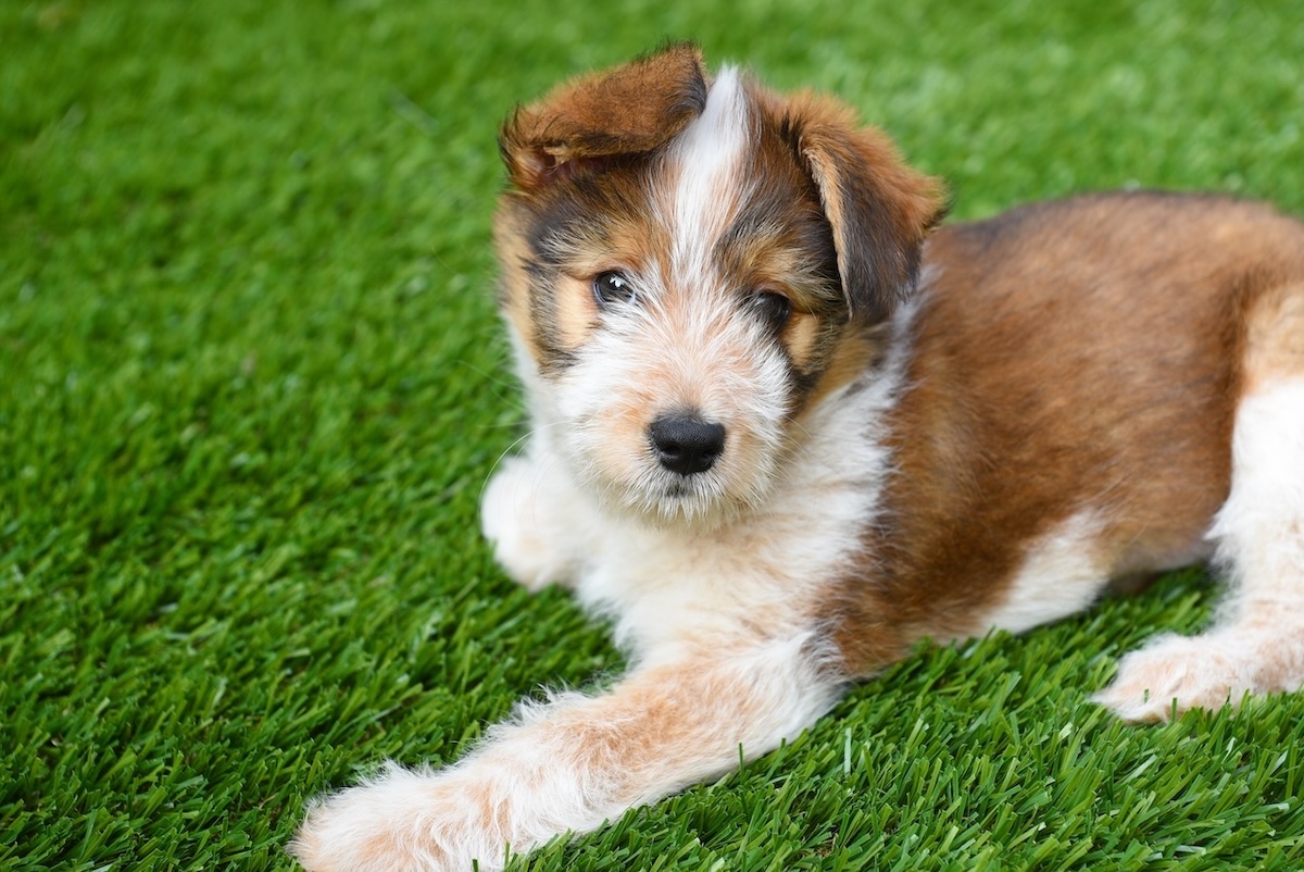 pet turf