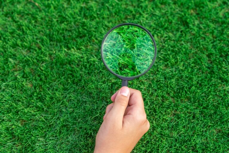 Artificial Turf and Grass Allergies in North Texas What the Research Shows
