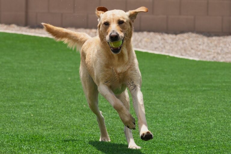 Dog Run Surface Options in North Texas: Artificial Turf vs Gravel vs Concrete vs Decomposed Granite vs Mulch