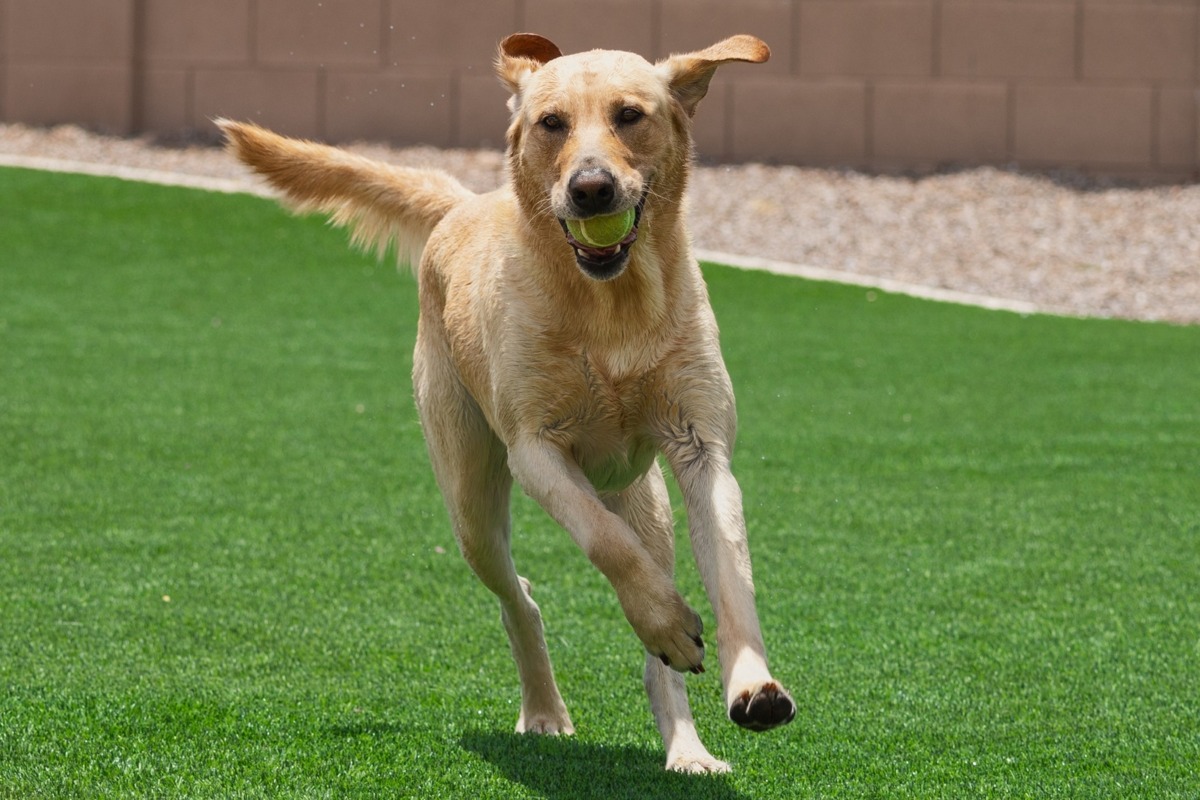 Dog Run Surface Options in North Texas: Artificial Turf vs Gravel vs Concrete vs Decomposed Granite vs Mulch