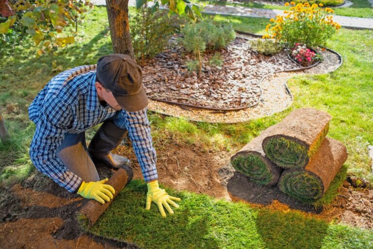 Grass Won't Grow Under Trees in DFW: Why It Happens and What Actually Works