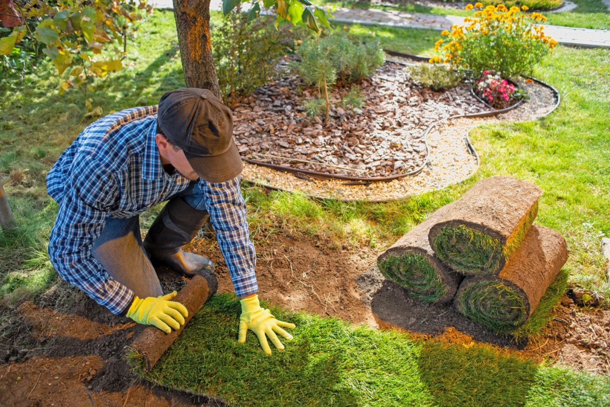 Grass Won't Grow Under Trees in DFW: Why It Happens and What Actually Works